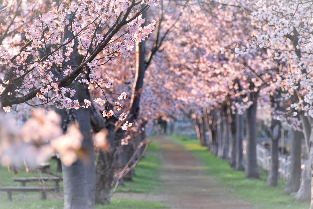 桜小路