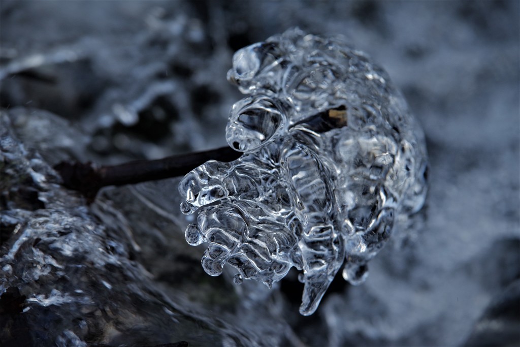 枝に氷