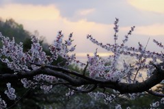 洞爺湖と梅の花