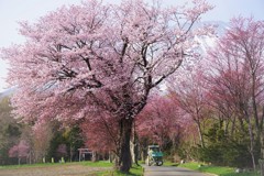 羊蹄と桜