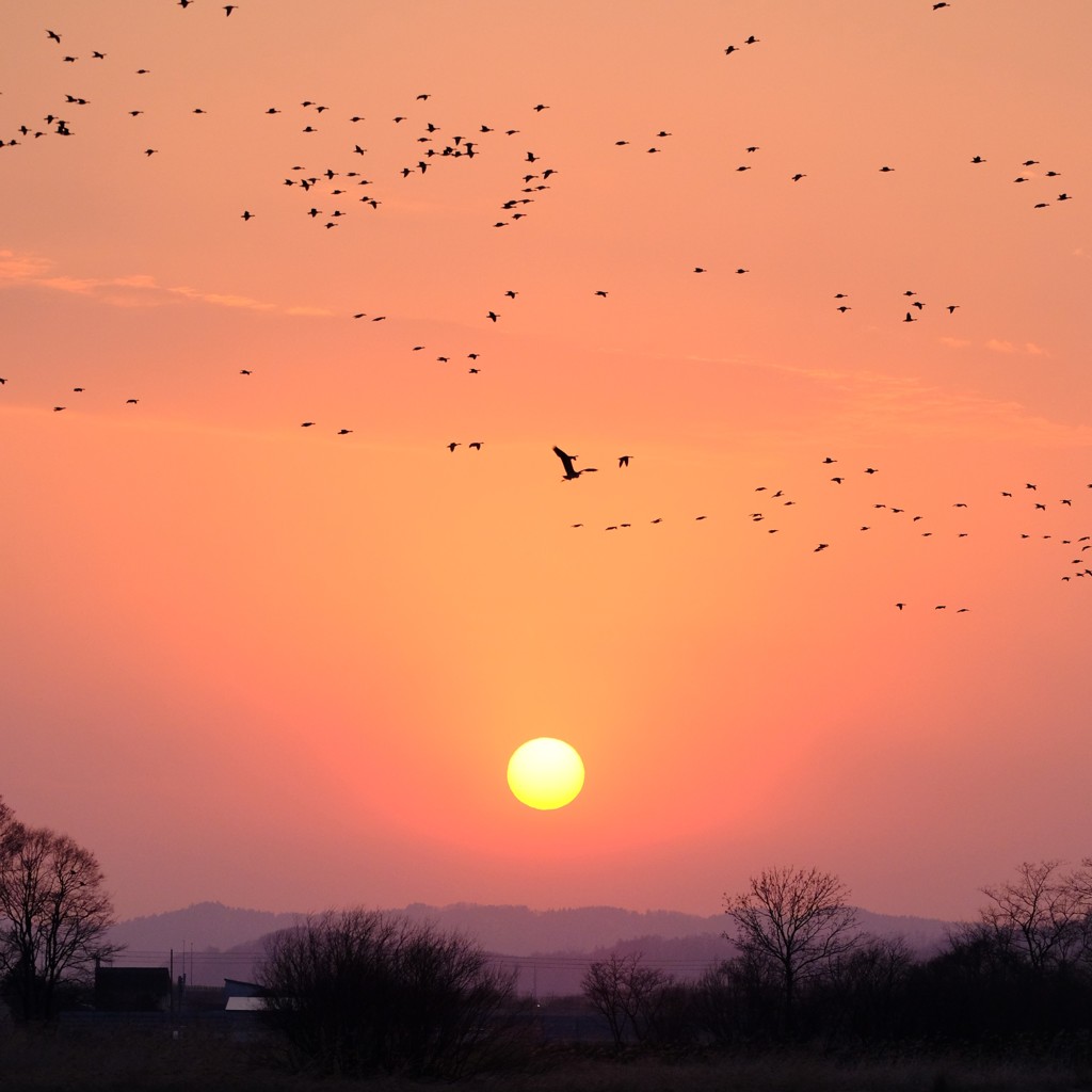 夕刻の雁の群れと鷺