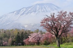 羊蹄と桜