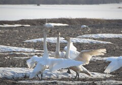 白鳥のコミュニケーション