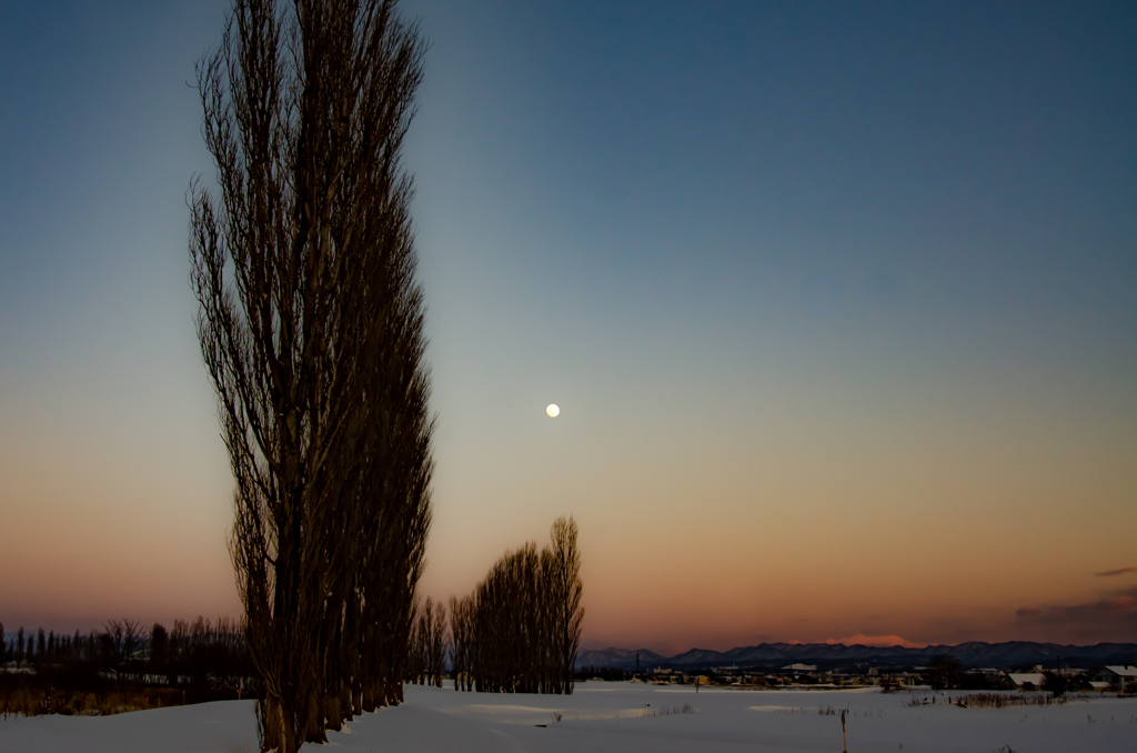 ポプラ並木と満月