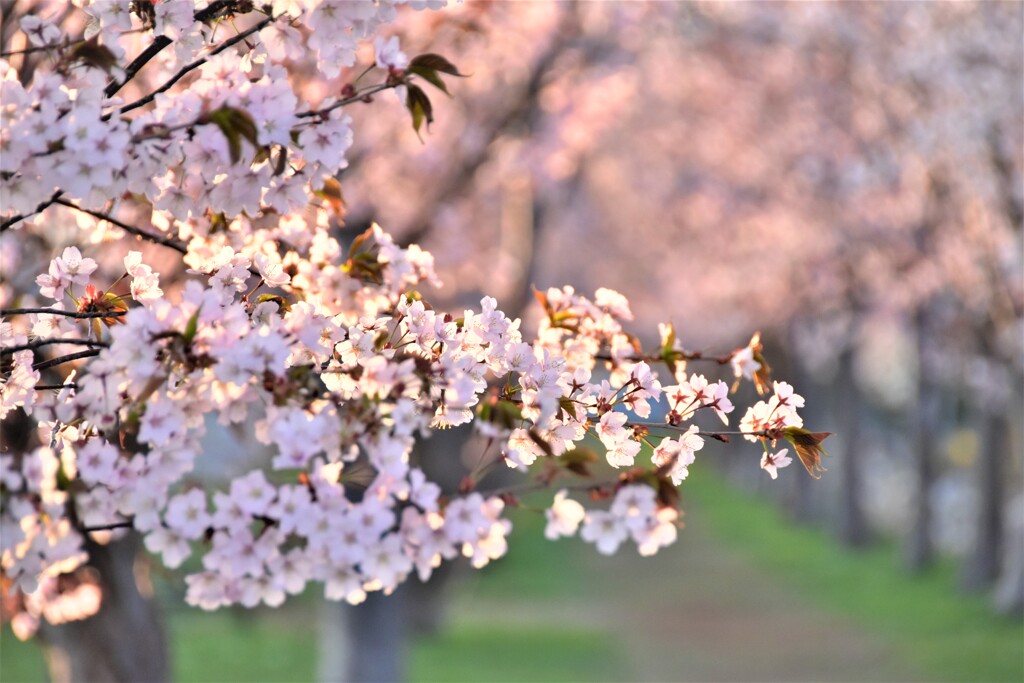 桜色に染まる