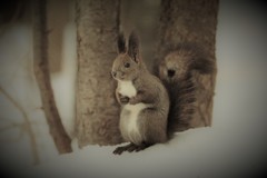 春を待ち詫びて