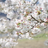 長良川春の桜