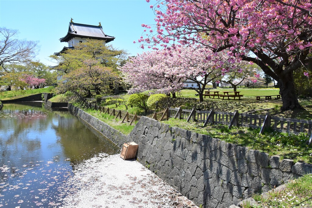 水面を埋める花びら