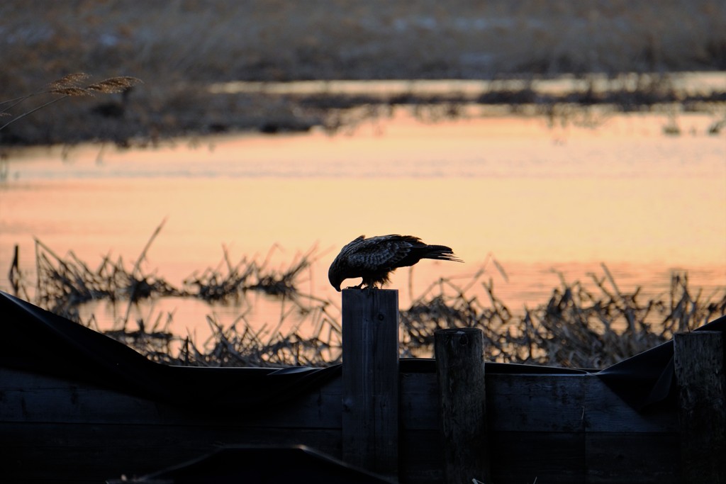 宮島沼のひと時