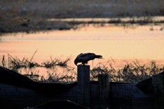 宮島沼のひと時