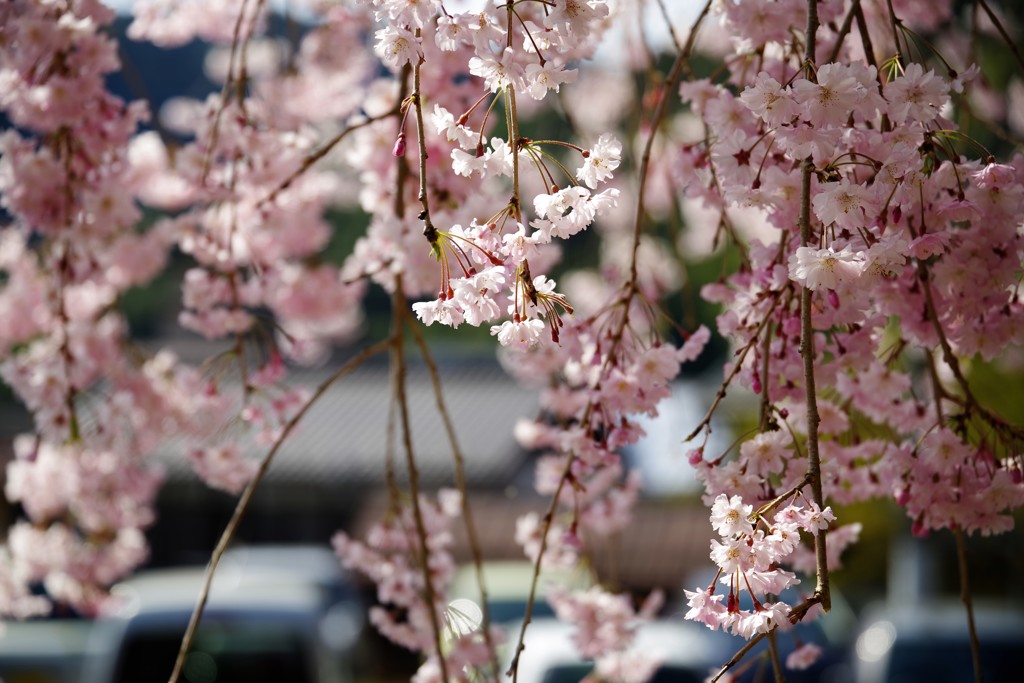 郡上八幡のしだれ桜