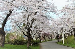 Cherry Blossom Rpad