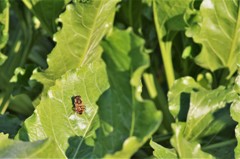 新鮮野菜に囲まれて