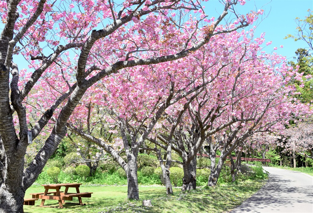 松前の桜並木