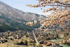 白川郷の桜