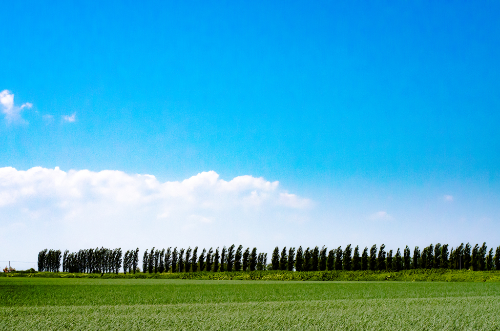 ポプラ並木と空
