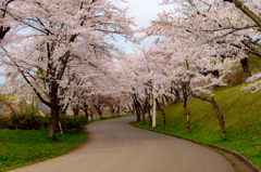 朝の桜並木