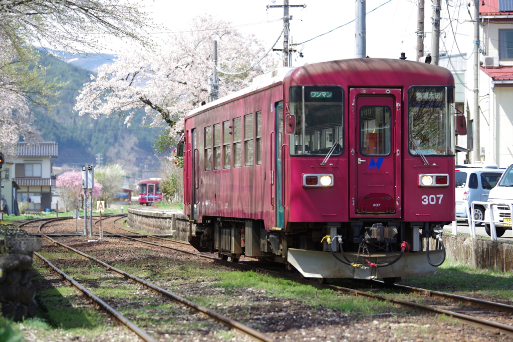 長良川鉄道の春