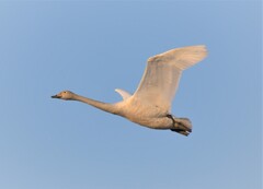 白鳥の季節到来