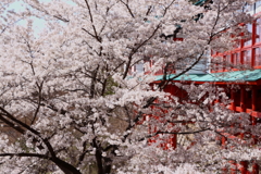 鼻顔稲荷神社の桜