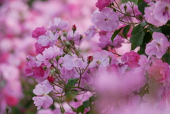 薔薇の花