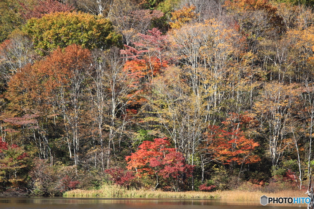 鏡池の紅葉