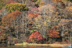鏡池の紅葉