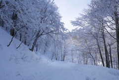 雪道