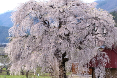 中塩のしだれ桜