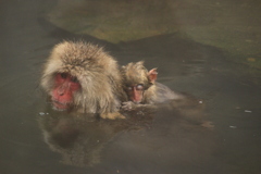 背中で・・・　　Snow Monkey