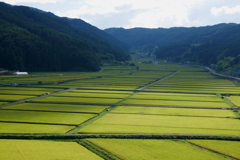 もうすぐ稲刈り