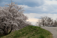 土手の桜