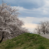 土手の桜