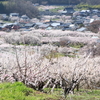 あんずの里