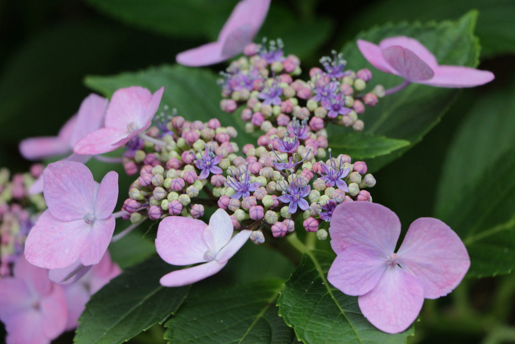 紫陽花