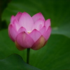 蓮