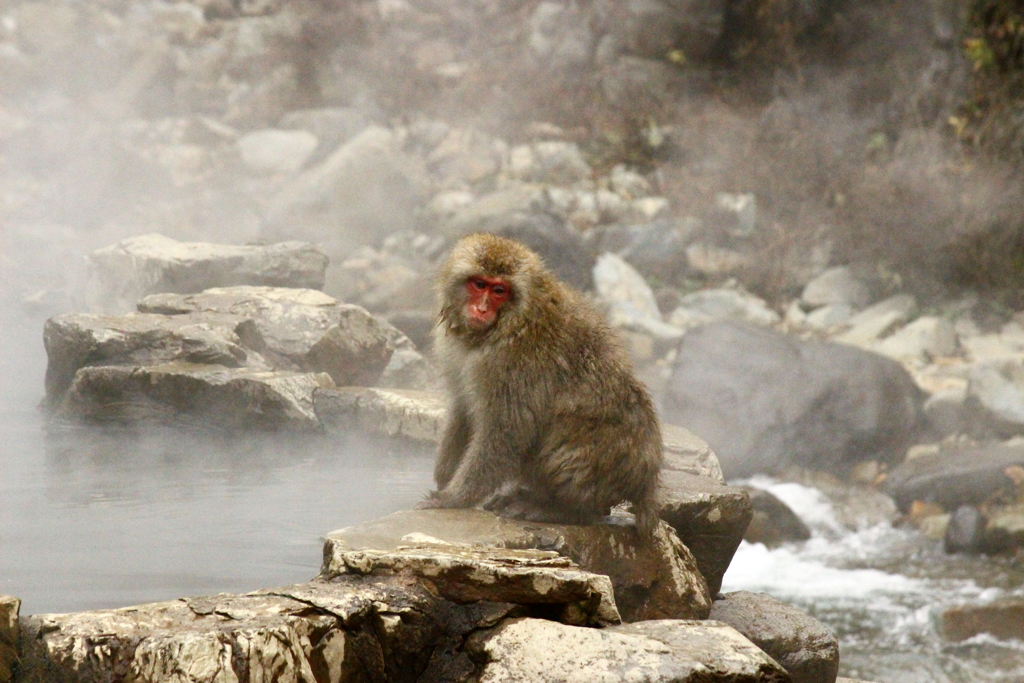 地獄谷野猿公苑のお猿さん　　Snow Monkey