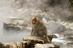 地獄谷野猿公苑のお猿さん　　Snow Monkey