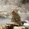 地獄谷野猿公苑のお猿さん　　Snow Monkey