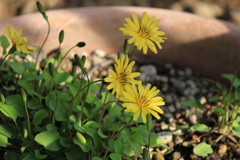 庭の花