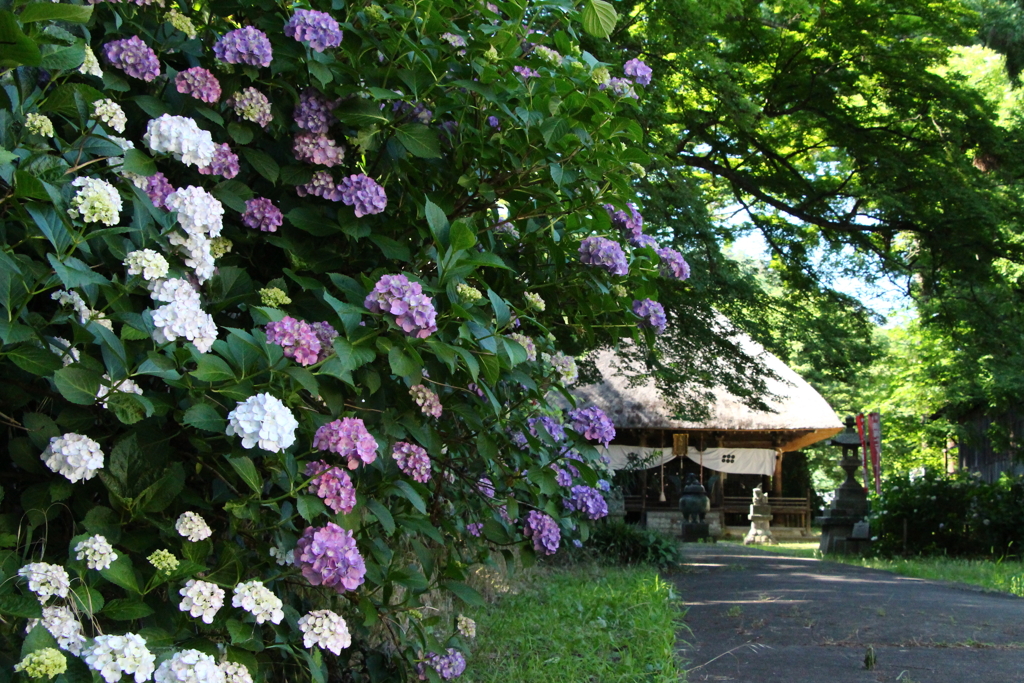 紫陽花寺