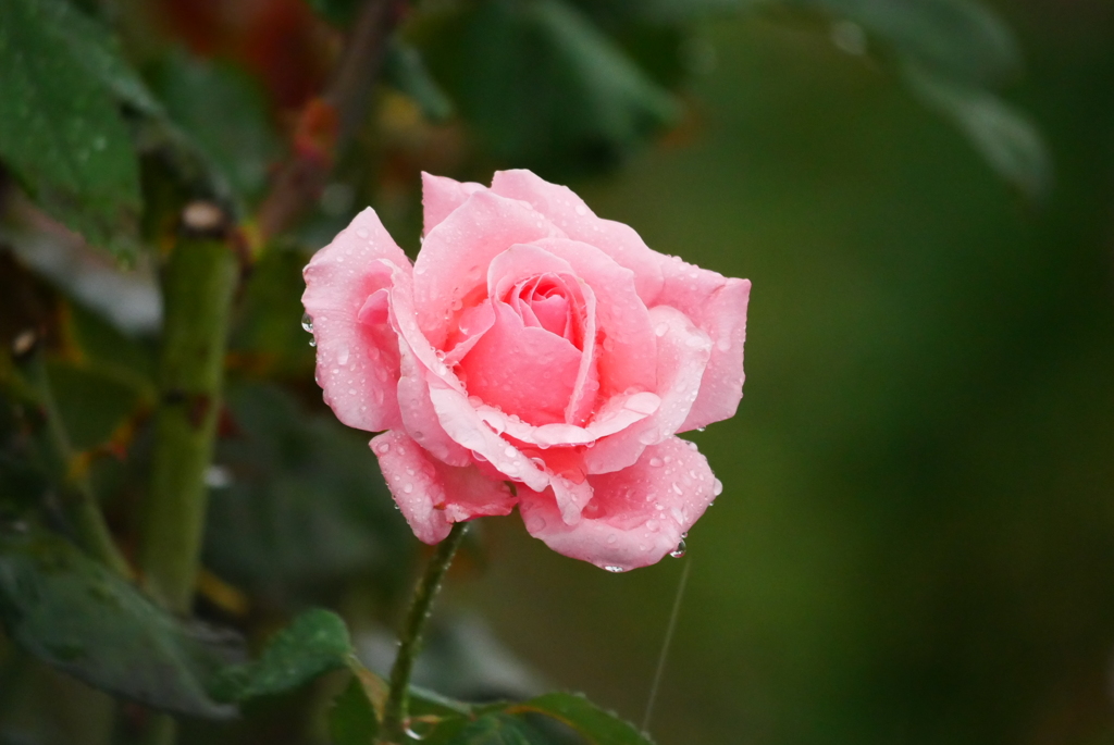 雨の日の薔薇