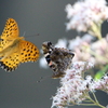 庭の蝶２頭　　アカタテハとツマグロヒョウモン