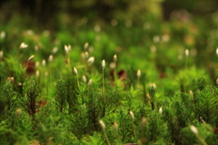 北八ヶ岳 「苔の森」　にて