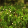 北八ヶ岳 「苔の森」　にて