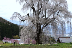 鹿島のしだれ桜