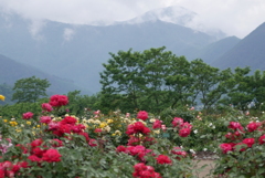 雨上がりの薔薇