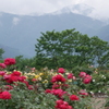 雨上がりの薔薇