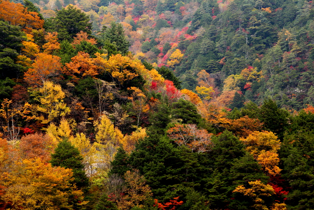 この紅葉が見たかった＾＾