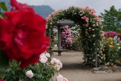 公園の薔薇